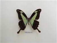 藏品(外國蝴蝶)的圖片